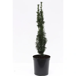 Schmale Säuleneibe 'Robusta', Taxus baccata, immergrün