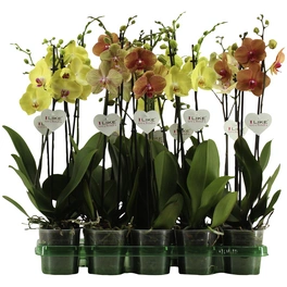Schmetterlings-Orchidee, Phalaenopsis hybriden, Blüte: gelb