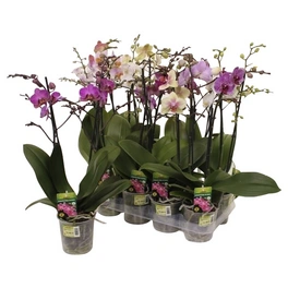 Schmetterlings-Orchidee, Phalaenopsis hybriden »Compactum«, Blüte: mehrfarbig