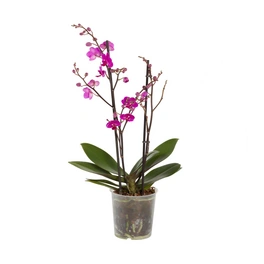 Schmetterlings-Orchidee, Phalaenopsis hybriden »Compactum«, Blüte: violett