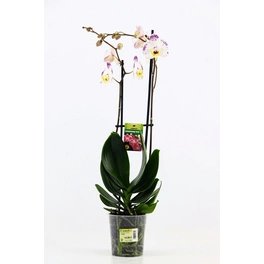 Schmetterlings-Orchidee, Phalaenopsis hybriden »Kuhflecken«, Blüte: gemischt