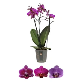 Schmetterlings-Orchidee, Phalaenopsis multiflora »Compactum«, Blüte: mehrfarbig