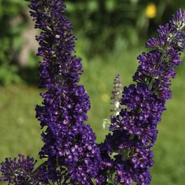 Schmetterlingsflieder, Buddleja davidii »Buzz Midnight«, Blätter: grün, Blüten: violett
