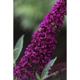 Schmetterlingsflieder, Buddleja davidii »Buzz Wine«, Blätter: grün, Blüten: bordeaux