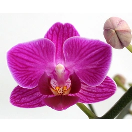 Schmetterlingsorchidee, hybride Phalaenopsis, Blüte: violett, mit 2 Rispen