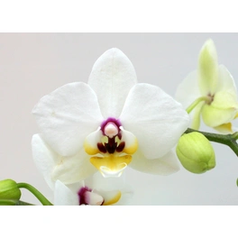 Schmetterlingsorchidee, hybride Phalaenopsis, Blüte: weiß/lila, mit 2 Rispen