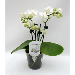 Schmetterlingsorchidee, hybride Phalaenopsis, Blüte: weiß, mit 3 Rispen