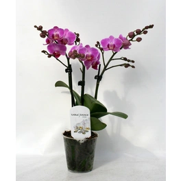 Schmetterlingsorchidee, hybride Phalaenopsis, Blüte: zweifarbig, mit 3 Rispen