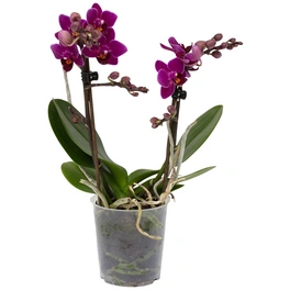 Schmetterlingsorchidee, Phalaenopsis , Blüte: violett, mit 2 Trieben