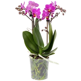 Schmetterlingsorchidee, Phalaenopsis , Blüte: zweifarbig, mit 2 Trieben