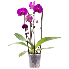 Schmetterlingsorchidee, Phalaenopsis Cascade, Blüte: violett, mit 2 Trieben