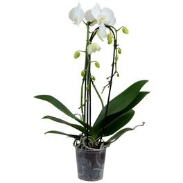 Schmetterlingsorchidee, Phalaenopsis Cascade, Blüte: weiß, mit 2 Trieben