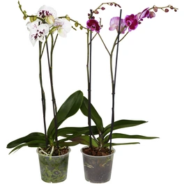 Schmetterlingsorchidee, Phalaenopsis hybrid, Blüte: mehrfarbig, im Topf