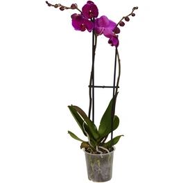 Schmetterlingsorchidee, Phalaenopsis hybrid, Blüte: violett, im Topf