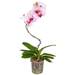 Schmetterlingsorchidee, Phalaenopsis hybrid »Curvy«, Blüte: mehrfarbig, im Topf