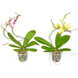 Schmetterlingsorchidee, Phalaenopsis hybrid »Hurricane«, Blüte: mehrfarbig, im Topf