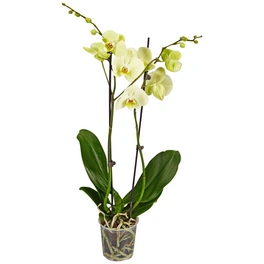 Schmetterlingsorchidee, Phalaenopsis hybride, Blüte: gelb, im Topf