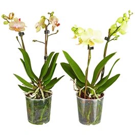 Schmetterlingsorchidee, Phalaenopsis hybride, Blüte: mehrfarbig, im Topf