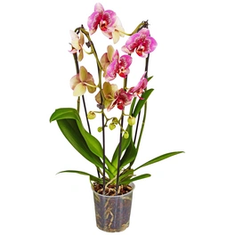 Schmetterlingsorchidee, Phalaenopsis hybride, Blüte: mehrfarbig, im Topf