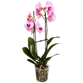 Schmetterlingsorchidee, Phalaenopsis hybride, Blüte: rosa, im Topf