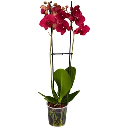 Schmetterlingsorchidee, Phalaenopsis hybride, Blüte: rot, im Topf