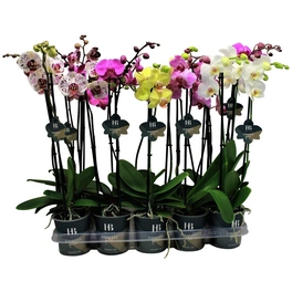 Schmetterlingsorchidee, Phalaenopsis Hybriden, Blüte: gemischt