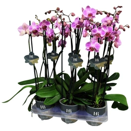 Schmetterlingsorchidee, Phalaenopsis Hybriden, Blüte: rosa