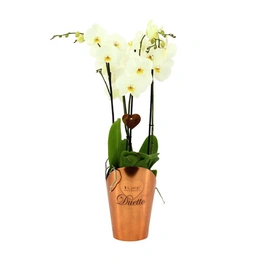 Schmetterlingsorchidee, Phalaenopsis Hybriden »Duetto«, Blüte: weiß