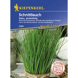Schnittlauch , Allium schoenoprasum, Max. Wuchshöhe: 30 cm