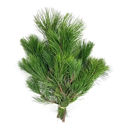 Schwarzkiefer nigra Pinus, Handbund, 500 g