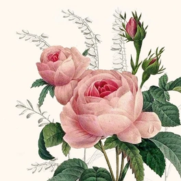 Serviette, Rose, 20 Stk., 33x33 cm, rosa