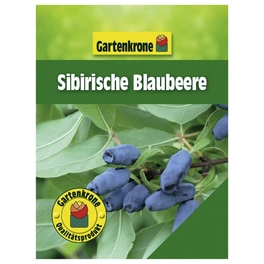 Sibirische Blaubeere, Lonicera kamtschatica, Frucht: blau, zum Verzehr geeignet