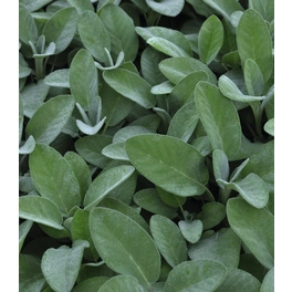 Silber-Salbei, Salvia officinalis »Culinaria«, aktuelle Pflanzenhöhe ca.: 25 cm, im Topf