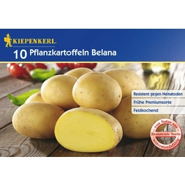 Solanum »Belana«, 10 Stück