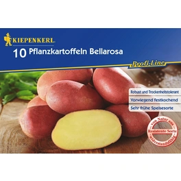 Solanum »Bellarosa«, 10 Stück