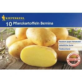 Solanum »Bernina«, 10 Stück