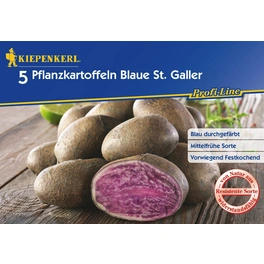 Solanum »Blaue St. Galler«, 5 Stück