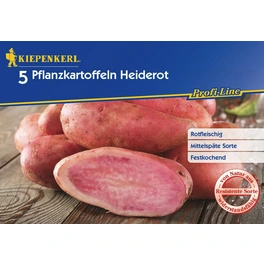 Solanum »Heiderot«, 5 Stück