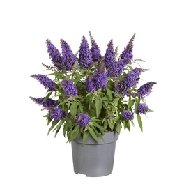 Sommerflieder, Buddleja davidii »Butterfly Candy® Little Purple«, Blütenfarbe: lila