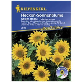 Sonnenblume, Helianthus annuus, Samen, Blüte: gelb