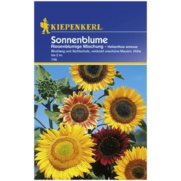 Sonnenblume, Helianthus annuus, Samen, Blüte: mehrfarbig