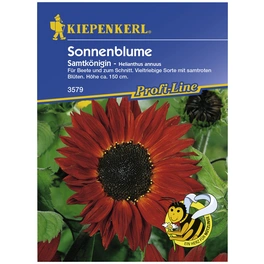 Sonnenblume, Helianthus annuus, Samen, Blüte: rot