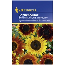 Sonnenblume, Helianthus debilis, Samen, Blüte: mehrfarbig