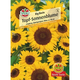 Sonnenblumen »Big Smile«, einjährig, kompakter Wuchs, Höhe ca. 35 cm