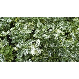Spindelstrauch, Euonymus fortunei »Halequin«, Blattfarbe: weiß/grün
