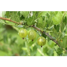 Stachelbeere, Ribes uva-crispa »Grün«, Frucht: grün, zum Verzehr geeignet