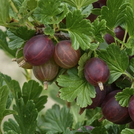 Stachelbeere, Ribes uva-crispa »Hinnonmäki« Blüten: creme, Früchte: rot, essbar