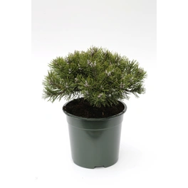 Staruch-Kiefer 'Klostergrün', Pinus mugo, immergrün