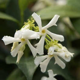 Sternjasmin Fl, Trachelospermum hybrida »Aroma® «, Blätter: grün, Blüten: cremeweiß