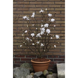 Sternmagnolie, Magnolia stellata, Blätter: grün, Blüten: weiß